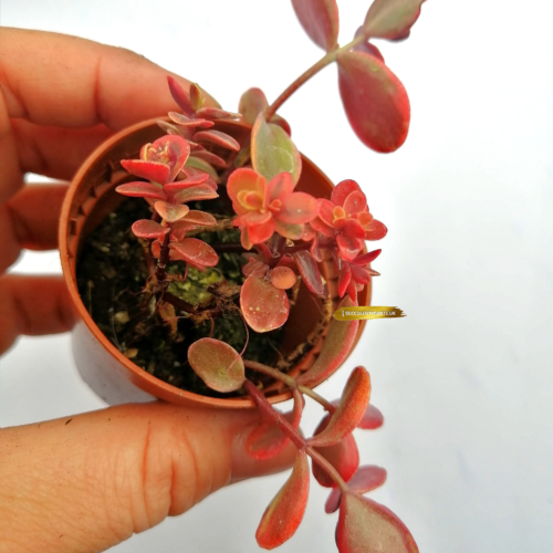Sedum Sunsparkler Wildfire - Rooted Plant