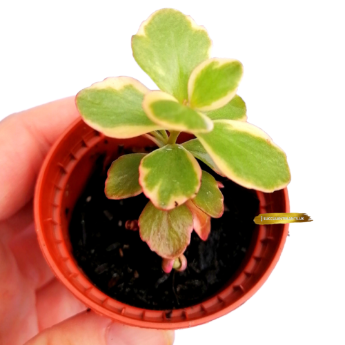 Sedum kamschaticum Variegatum - Rooted Plant - Image 2