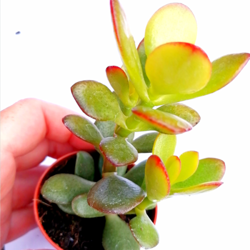 Crassula Ovata Hummel Sunset – Tricolour Jade – Rooted Plant ...