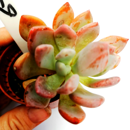 X Pachyveria Scheidecker - Rooted Plant