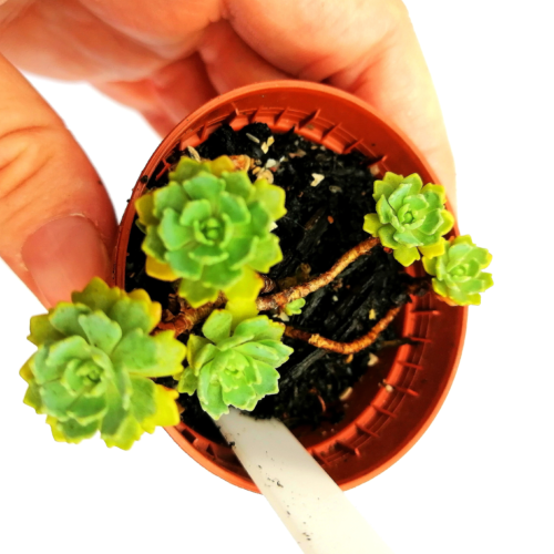 Sedum Pachyclados - Rooted Plant