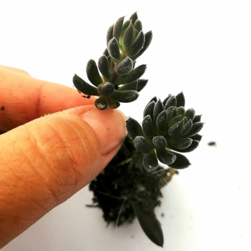 Sinocrassula Yunnanensis - Baby Double Rooted Plant