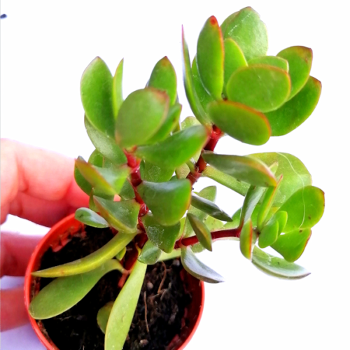 Crassula Rubricaulis - Red Stem - Tall Rooted Plant