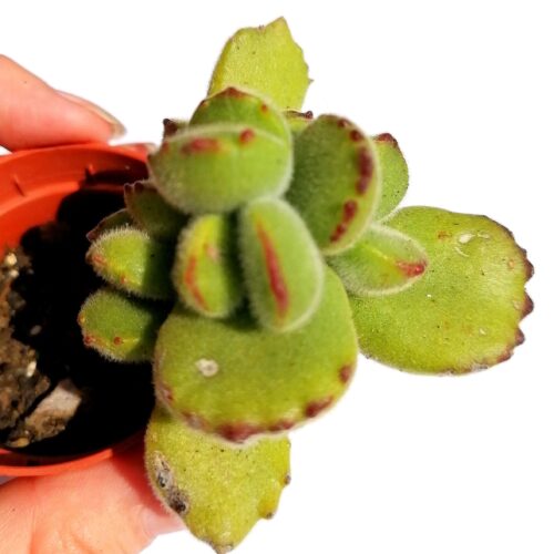 Cotyledon Bear Paws - Rooted Plant