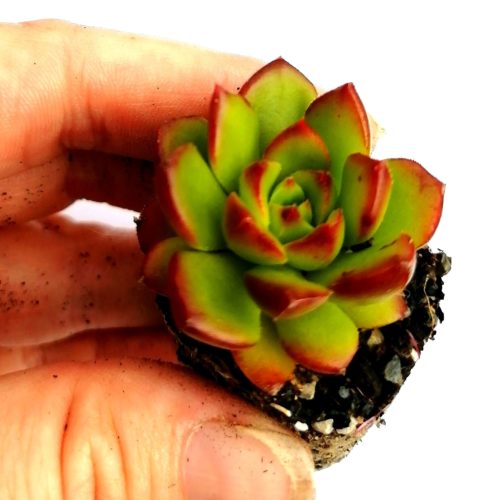 Sedeveria Letizia - Jumbo Plug Plant