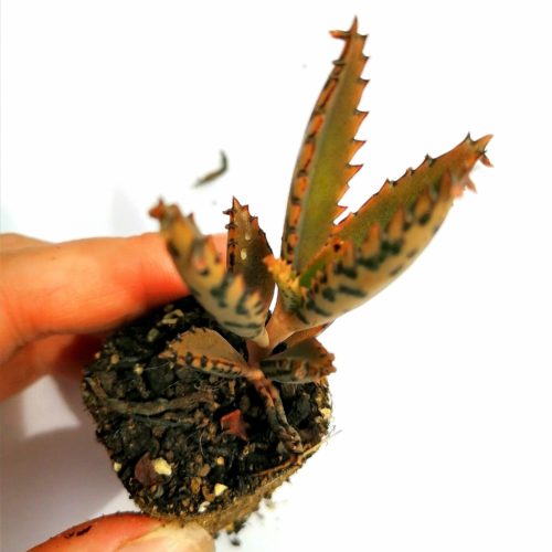 Kalanchoe daigremontiana -  Jumbo Plug Plant