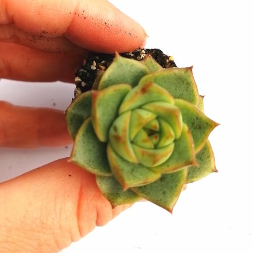Echeveria Purpusorum - Small Rooted Plant