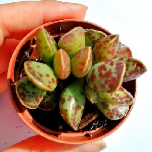 Adromischus cooperi - Rooted Plant