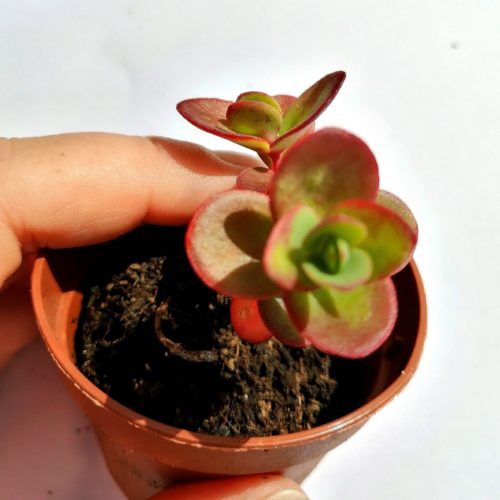 Sedum Sunsparkler Lime Zinger - Rooted Plant