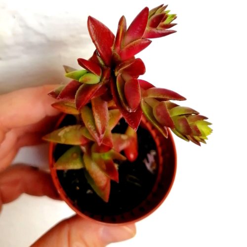Crassula Capitella Red Pagoda – Rooted Plant