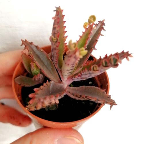 Kalanchoe daigremontiana -  Rooted Plant