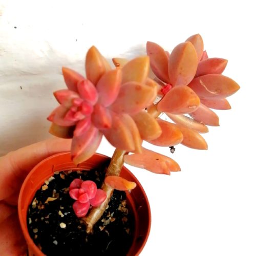 x Graptosedum Alpenglow - Vera Higgins- Cluster Rooted Plant