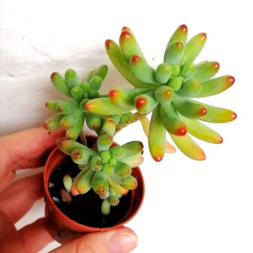 Sedum Pachyphyllum 'Jellybeans' -  Rooted Plant