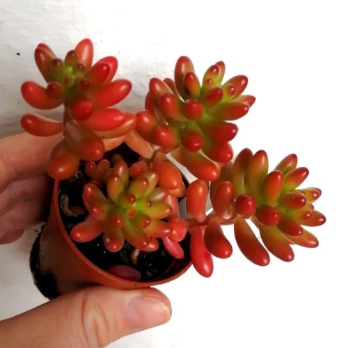 Sedum Rubrotinctum - Pork and Beans - Cluster Rooted Plant.