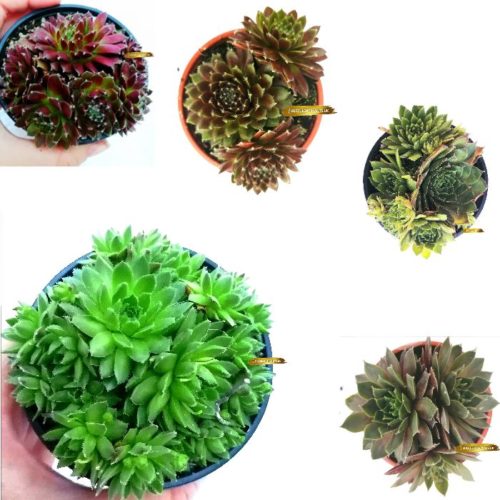 5 Sempervivum Houseleek Hen & Chicks / Jovibarba - Large Plants