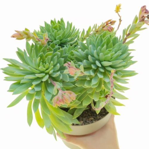 Sedeveria Fanfare - Leaf Cutting - Image 2