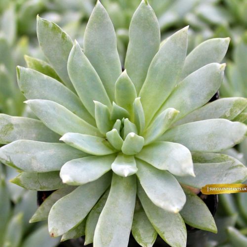 Sedeveria Fanfare - Leaf Cutting