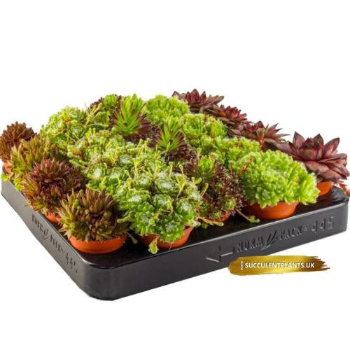 5 Sempervivum Houseleek Hen & Chicks / Jovibarba - Large Plants - Image 12
