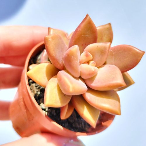 x Graptosedum Alpenglow - Vera Higgins- Rooted Plant