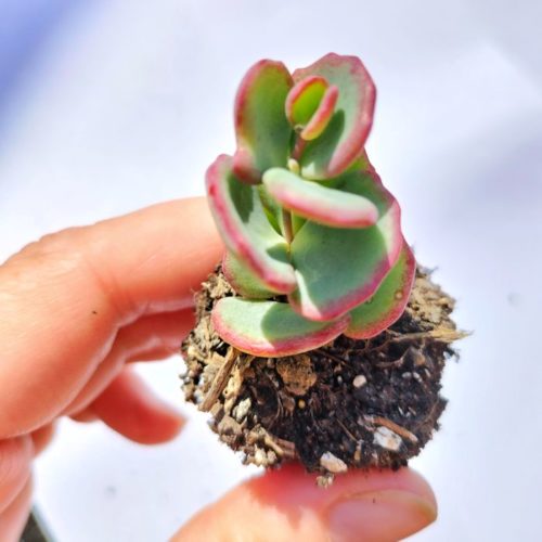 Sedum Sunsparkler Lime Zinger - Jumbo Plug Plant