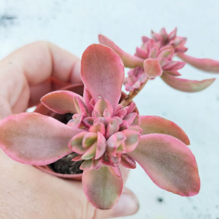 Rare Crassula Swaziensis ‘variegata’ Rooted Plant Succulent Plants Uk