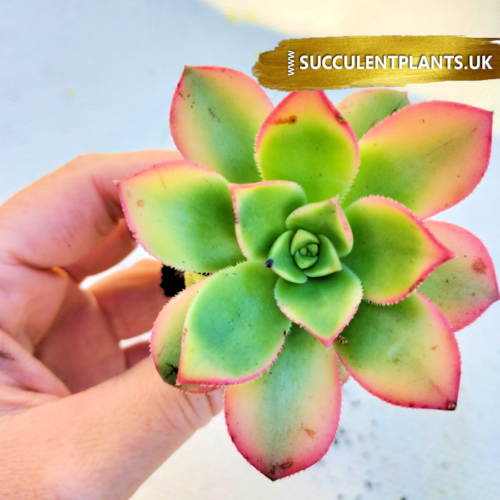 Aeonium Kiwi - Rooted Plant