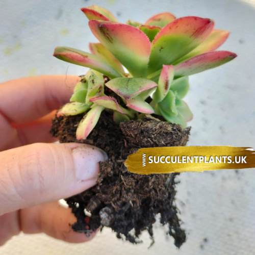 Aeonium Kiwi - Rooted Plant - Image 4