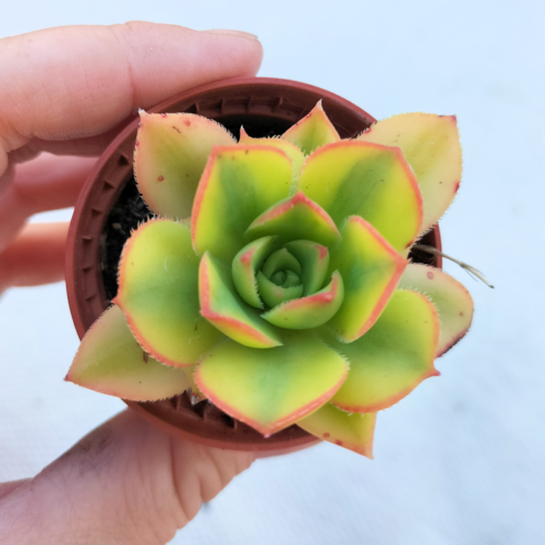 Aeonium Kiwi - Rooted Plant - Image 5