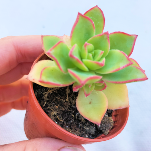 Aeonium Kiwi - Rooted Plant - Image 6