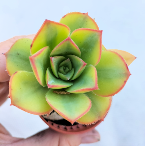 Aeonium Kiwi - Rooted Plant - Image 7