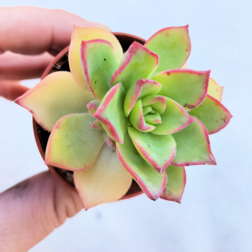 Aeonium Kiwi - Rooted Plant - Image 8
