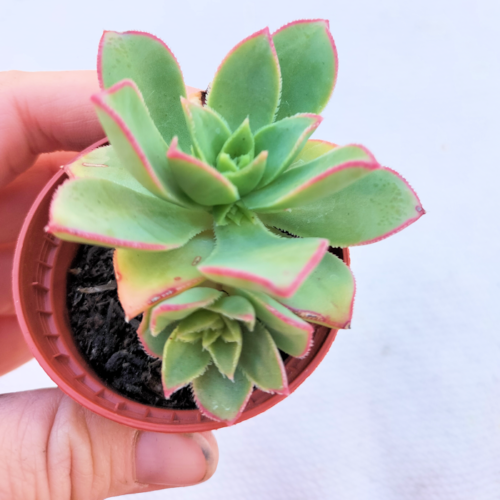 Aeonium Kiwi - Rooted Plant - Image 9