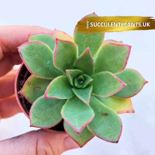 Aeonium Kiwi - Rooted Plant - Image 10