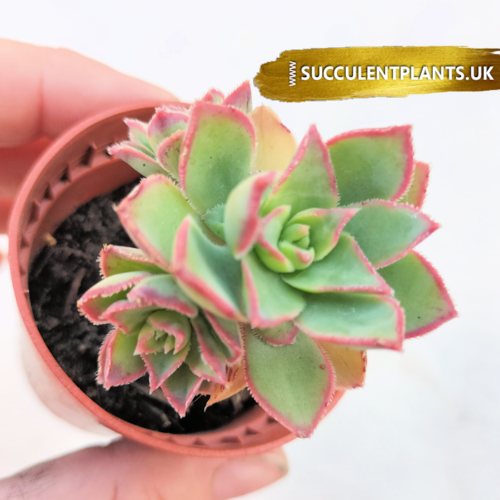 Aeonium Kiwi - Rooted Plant - Image 11