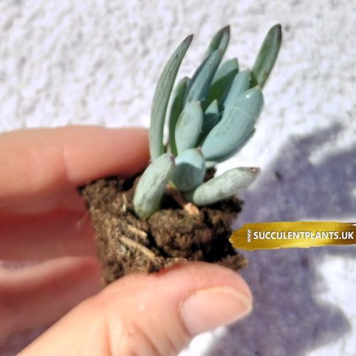 Senecio mandraliscae - Blue Chalksticks Plant - Plug plant - Image 3