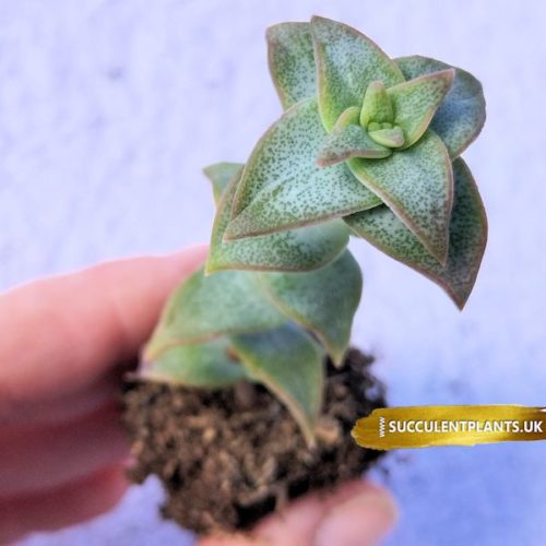 Crassula Perforata - String of Buttons - Plug Plant