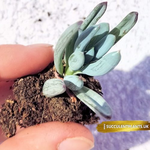 Senecio mandraliscae - Blue Chalksticks Plant - Plug plant