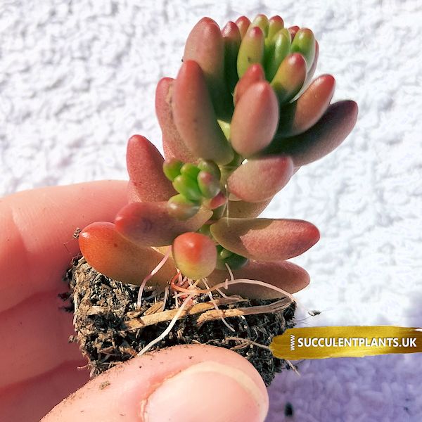 Sedum Rubrotinctum Pork And Beans Plug Plant Succulent Plants Uk 3907