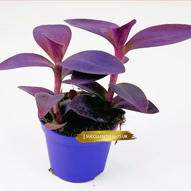 Purple Heart – Tradescantia Pallida – Potted Plant – Succulent Plants UK