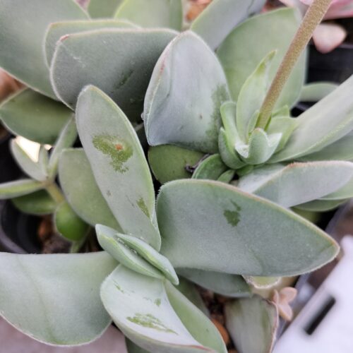 Crassula Obvallata - Leaf Cutting