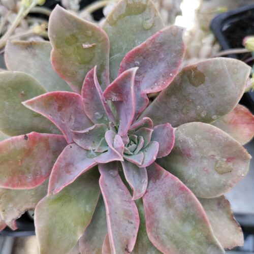 Echeveria 'Madiba- Leaf Cutting