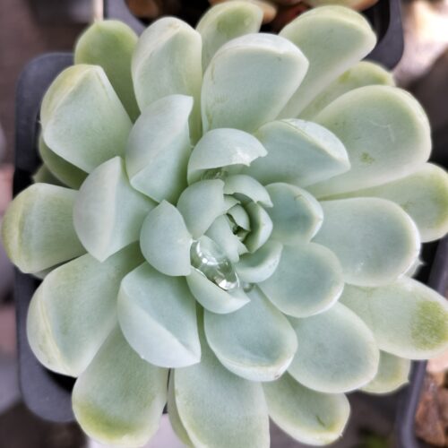 Echeveria Elegans Snowball - Leaf Cutting