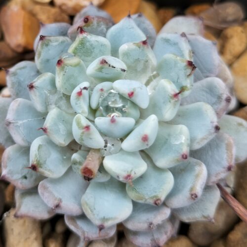 Echeveria Biante - Leaf Cutting