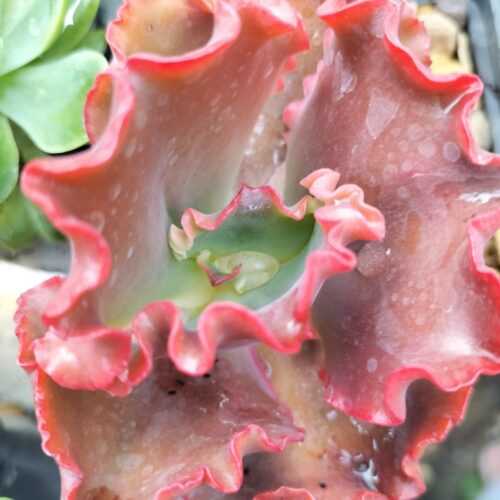 Echeveria Crimson Tide - Leaf Cutting