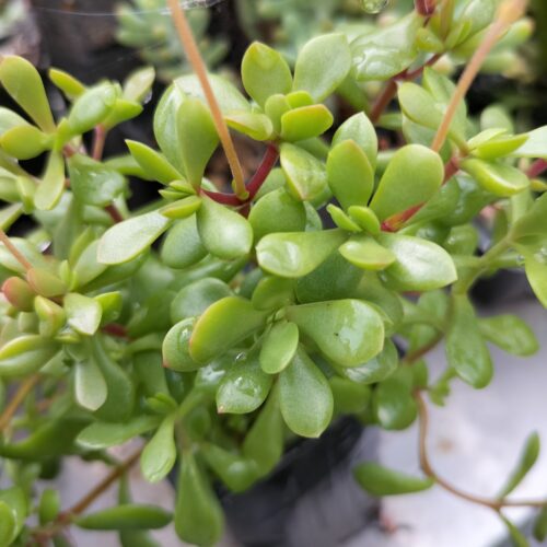 Crassula pubescens Radicans Red Carpet - Stem Cutting