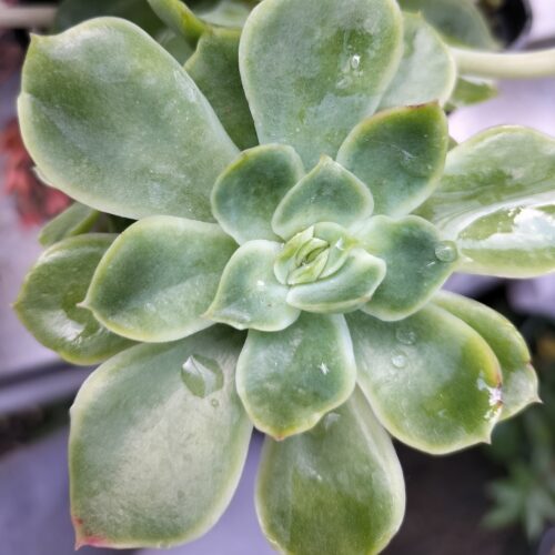 Echeveria Lemon And Lime - Leaf Cutting
