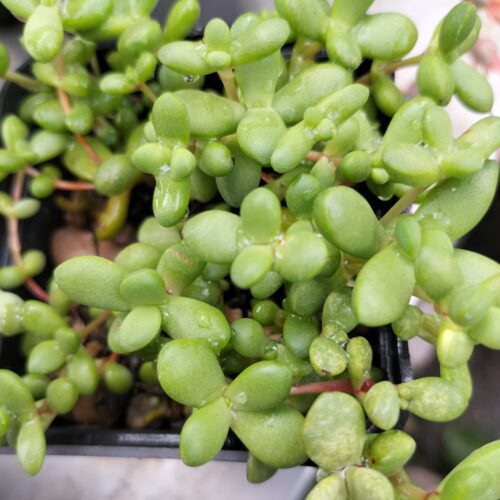 Crassula Pubescens Fairy - Stem Cutting