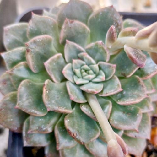 Graptopetalum Bellum - Leaf Cutting