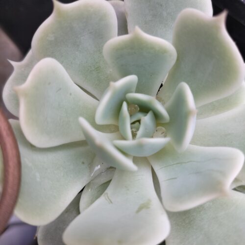 Echeveria Lola - Leaf Cutting
