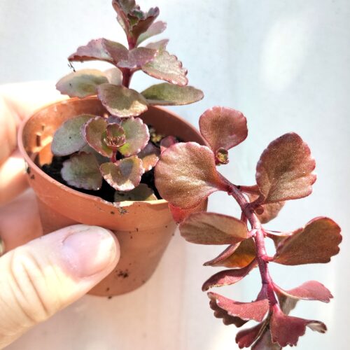 Sedum Spurium Voodoo - Rooted Plant